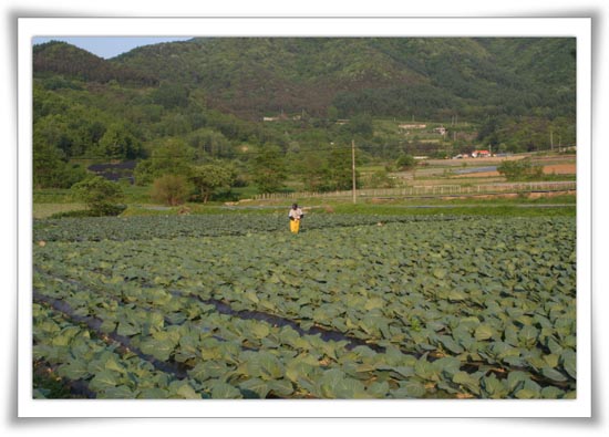 2000평 밭 전체 모습. 일년 지나 생각하니 어마어마한 규모였다. 밤낮으로 일해도 자급은 되지 못한다. 